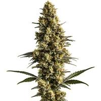 Sweet Tooth Auto - Seeds Pack: 25-samen