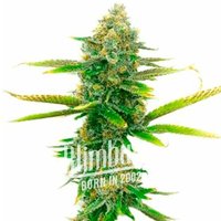 Sweet Tooth Regulär - Seeds Pack: 25-samen