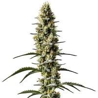 Sweet Zombie Auto - Seeds Pack: 25-samen