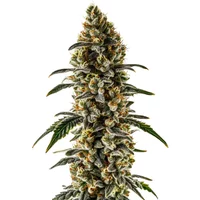 Sweet Zombie - Seeds Pack: 25-samen