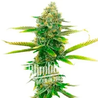 Sweet Tooth - Seeds Pack: 25-samen