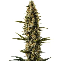 Sweety Auto - Seeds Pack: 25-samen