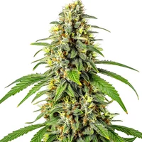 Tahoe Kush - Seeds Pack: 25-samen