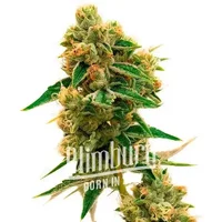 Tangie x Chocolope - Seeds Pack: 3-samen