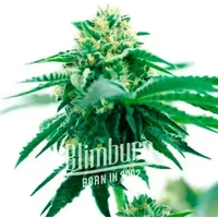 Taskenti - Seeds Pack: 3-samen
