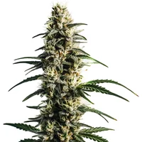 Thai Fantasy - Seeds Pack: 25-samen