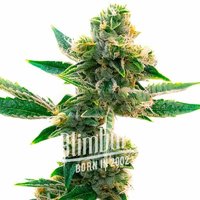 Triangle Kush Regulär - Seeds Pack: 3-samen