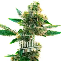 Triangle Kush - Seeds Pack: 3-samen