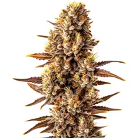 Tropicana Cookies Schnellversion - Seeds Pack: 25-samen