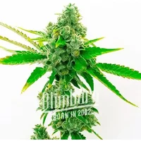 True OG - Seeds Pack: 3-samen