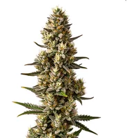 Velvet Lushers - Seeds Pack: 1-samen