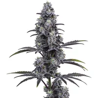 Vice City - Seeds Pack: 6-seeds