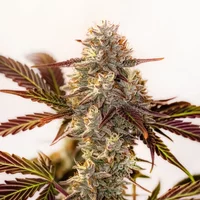 Watermelon Zkittlez Auto - Seeds Pack: 3-samen