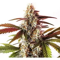 Watermelon Zkittlez Schnellversion - Seeds Pack: 3-samen