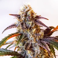 Watermelon Zkittlez - Seeds Pack: 1-samen