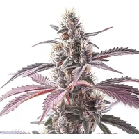 Wedding Cake x Animal Mints - Seeds Pack: 3-samen