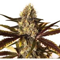 Wedding Cake x Do-Si-Dos - Seeds Pack: 3-samen