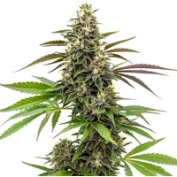 White Widow x AK 47 - Seeds Pack: 3-samen