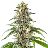 White Fire OG - Seeds Pack: 6-samen