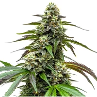 White LSD Auto - Seeds Pack: 3-samen