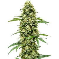White Russian Schnellversion - Seeds Pack: 3-samen