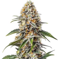 White Russian - Seeds Pack: 3-samen