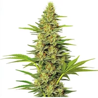White Widow Schnellversion - Seeds Pack: 3-samen