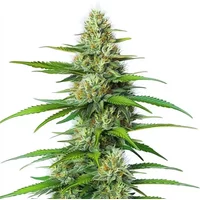 White Widow Regulär - Seeds Pack: 25-samen