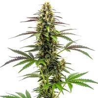 White Widow x Ak47 Schnellversion - Seeds Pack: 3-samen