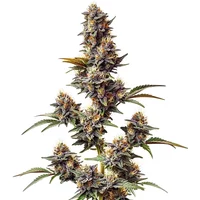 White Widow x Crystal Meth Auto - Seeds Pack: 1-samen