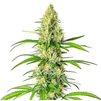 White Widow x Northern Lights - Seeds Pack: 1-samen