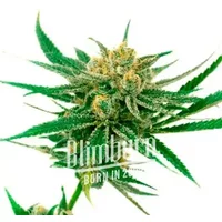 White Amnesia - Seeds Pack: 3-samen