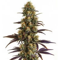 Wifi OG - Seeds Pack: 3-samen