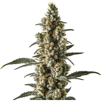Wild Thailand Ryder Auto - Seeds Pack: 3-samen