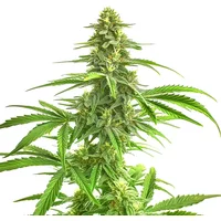 Wombat - Seeds Pack: 1-samen