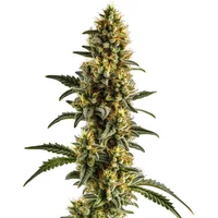 Yumbolt Banana Auto - Seeds Pack: 3-samen