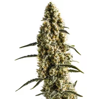 Yumbolt Banana - Seeds Pack: 3-samen