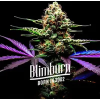 Zkittlez Grape Bubble Auto - Seeds Pack: 3-samen