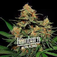 Zkittlez Tangie Power Auto - Seeds Pack: 3-samen