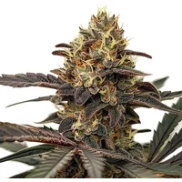 Zlushie - Seeds Pack: 25-seeds