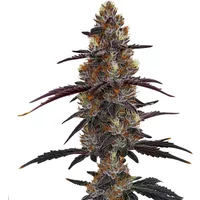 Zruntz - Seeds Pack: 25-seeds