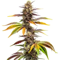 Zwonka - Seeds Pack: 3-samen