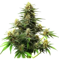 Amnesia Haze Autoflower F1 - Seeds Pack: 3-samen