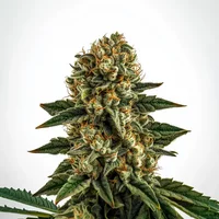 Apple Fritter Schnellversion - Seeds Pack: 3-samen