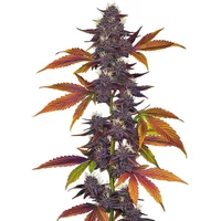 Auto CBD Purple - Seeds Pack: 3-samen