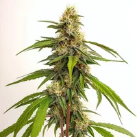 Banizzle - Seeds Pack: 3-samen