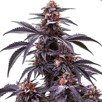 Black Jack Auto - Seeds Pack: 3-samen