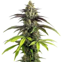 Bruce Banner 2.0 - Seeds Pack: 9-samen