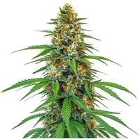CBD Tangie (1:15) - Seeds Pack: 3-samen