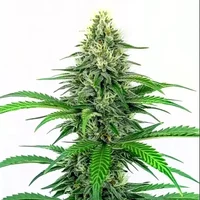 Critical Schnellversion - Seeds Pack: 25-samen